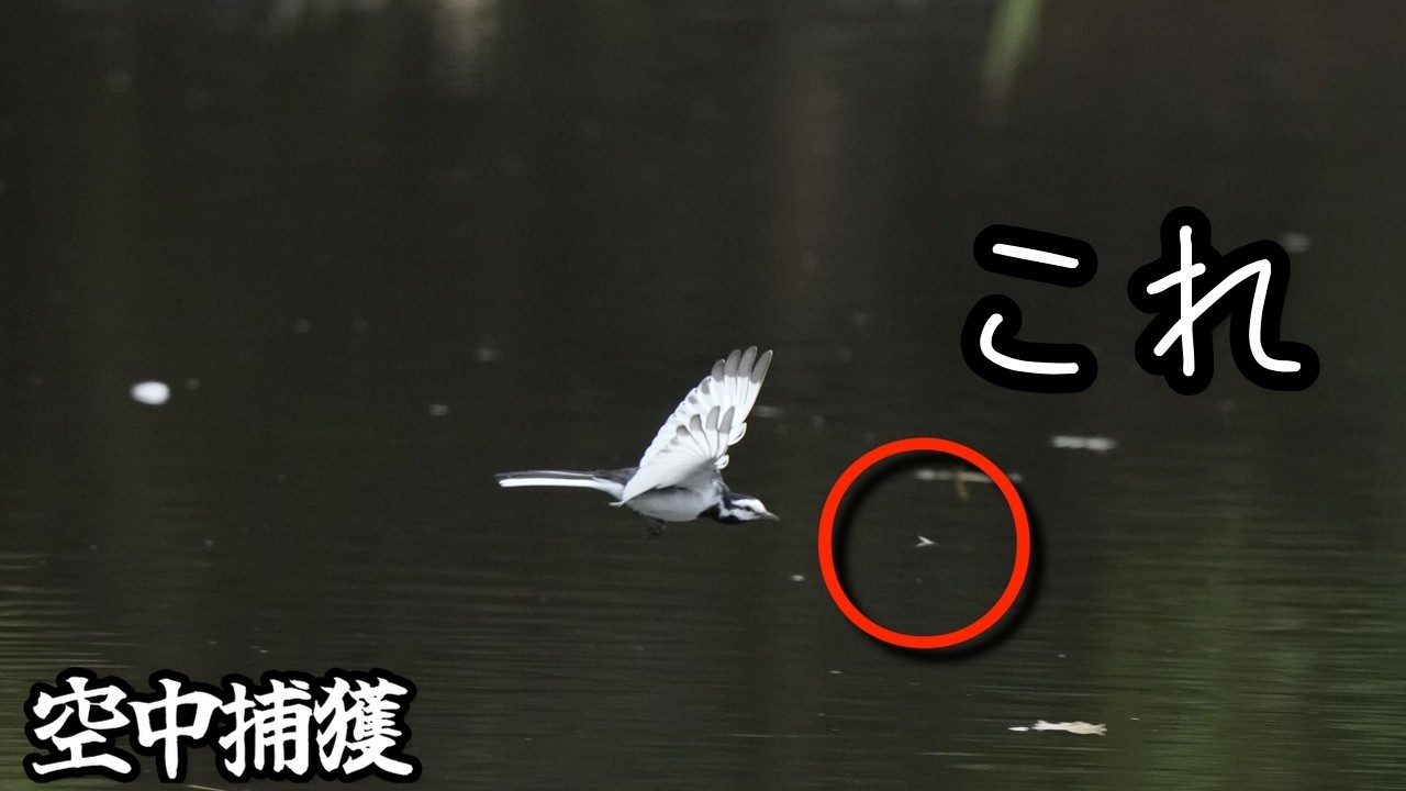 【野鳥撮影】ハクセキレイの空中捕獲