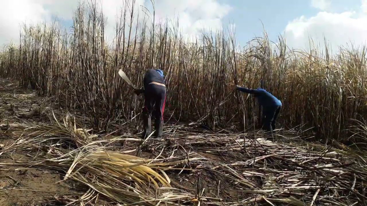 mas um dia de trabalho