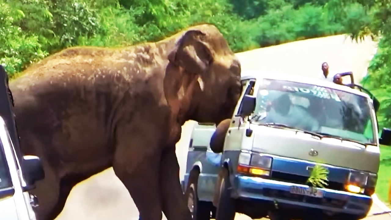 Wild Elephant Attack on Highway! Terrified Passengers in Danger.#elephantattacks
