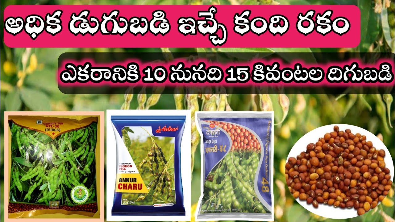 Top Best Redgram Seeds In Telugu || అధిక దిగుబడి ఇచ్చే కంది రకం || 