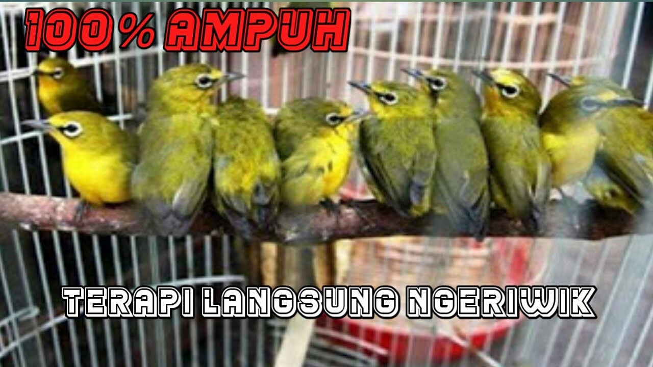 TERAPI AIR UNTUK PLECI MACET BUNYI | DI JAMIN LANGSUNG BUNYI