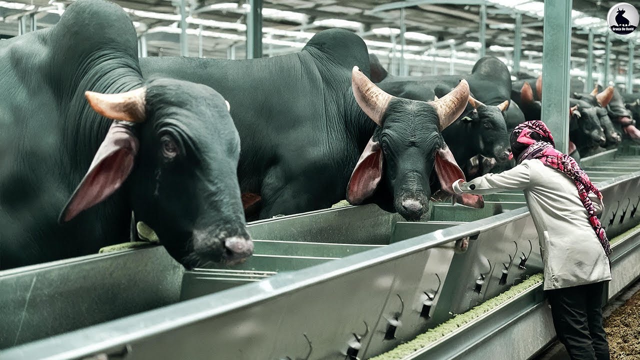 Granja de vacas gigantes - Los agricultores ganan millones de dólares al año criando vaca gigante