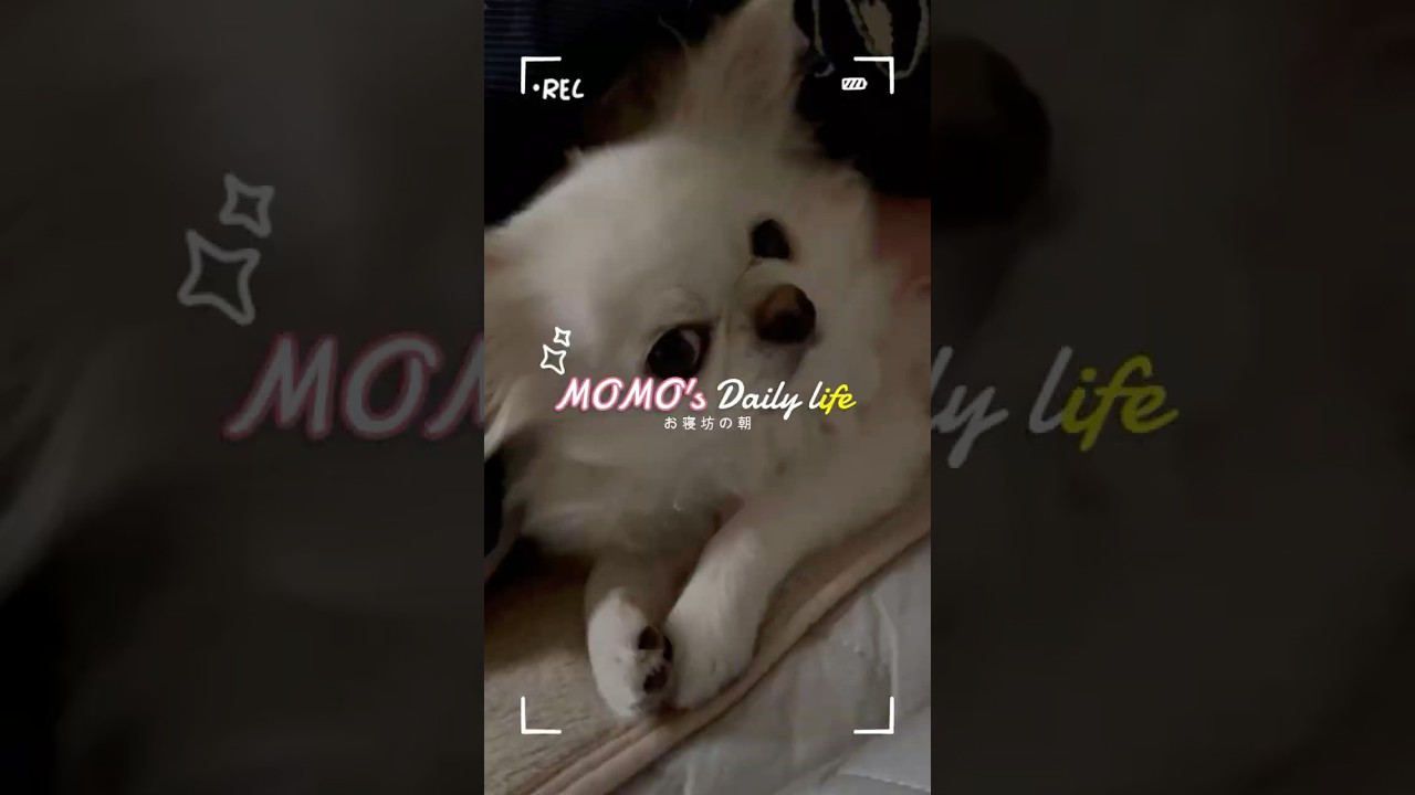 朝のお手入れ【ももちゃんの日常】#チワワ #ももちゃん #pets #犬