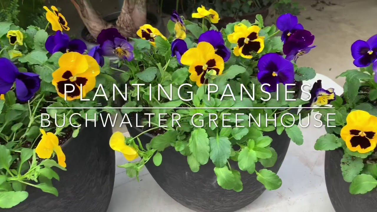 Planting Pansies in Containers