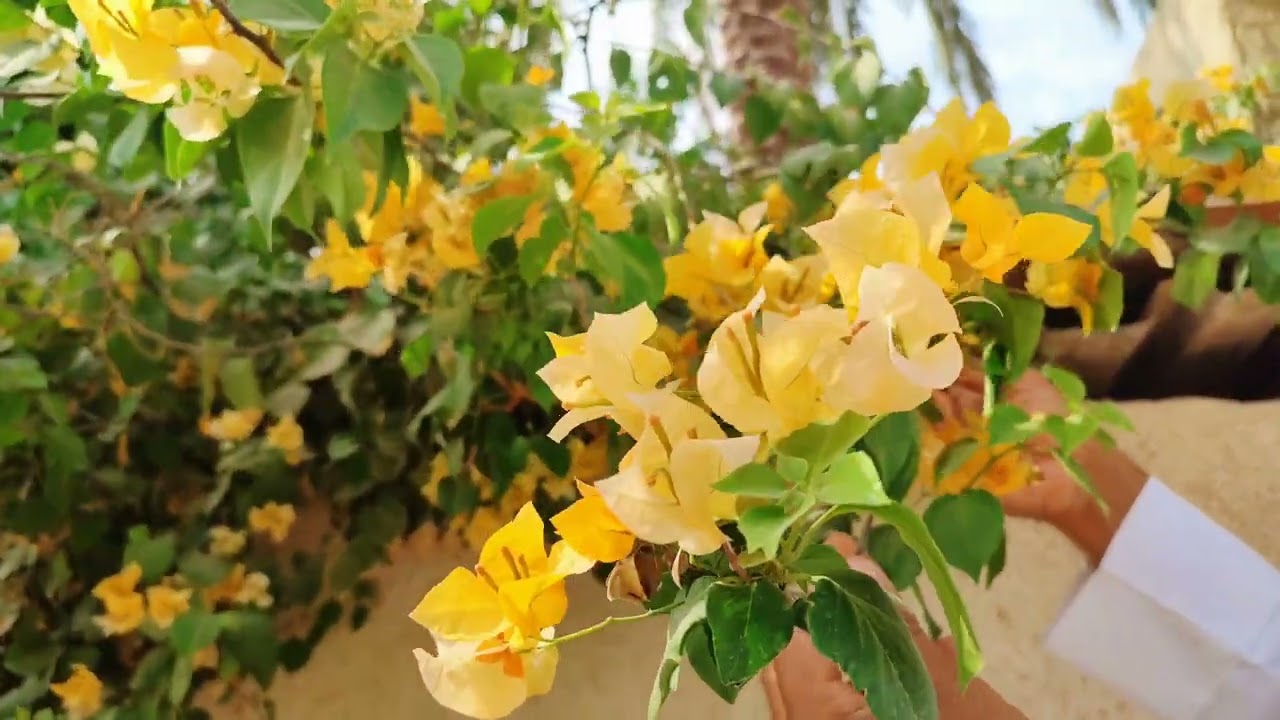 الجهنمية القطمر تعرفوا على أسرار الزراعة وموعد وطريقة الاكثار بالعقل