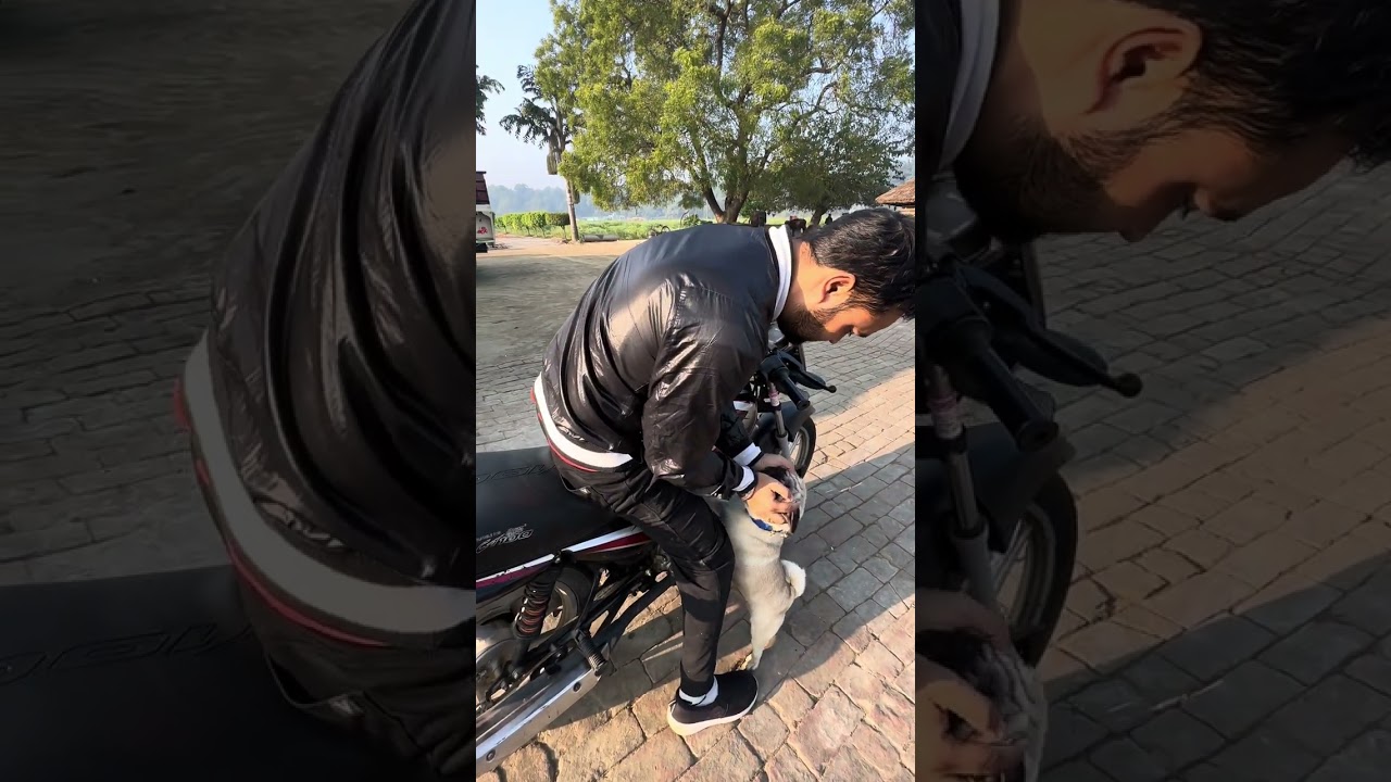 Main v Jau ga Aaj Motorcycle te😀🥰❤️ #pug #doglover #animallover @ShooterDodoVillageLife #yaari