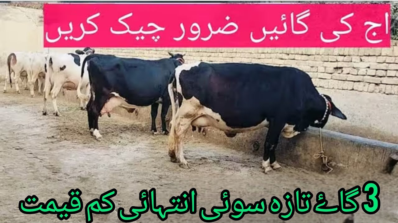 January 10, 2026 3 cow for sale new delivery/03085773788