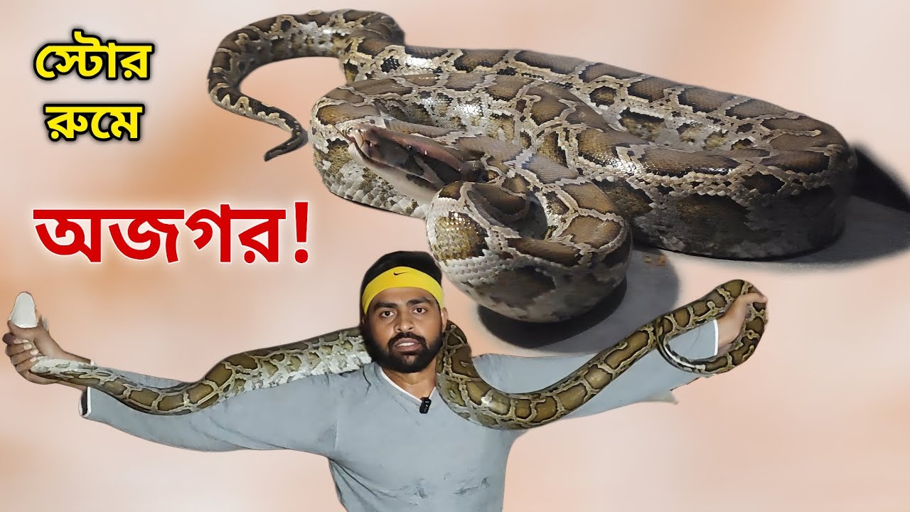 সাড়ে দশ ফুটের ময়াল সাপ উদ্ধার গৃহস্থের ঘর থেকে! মাঝরাতেও গোটা পাড়া নিদ্রাহীন! Rock Python Rescued