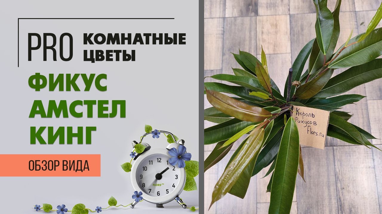 Фикус Амстел Кинг - принципиальные отличия сортов фикусов Бенедикта. Самый неприхотливый фикус.