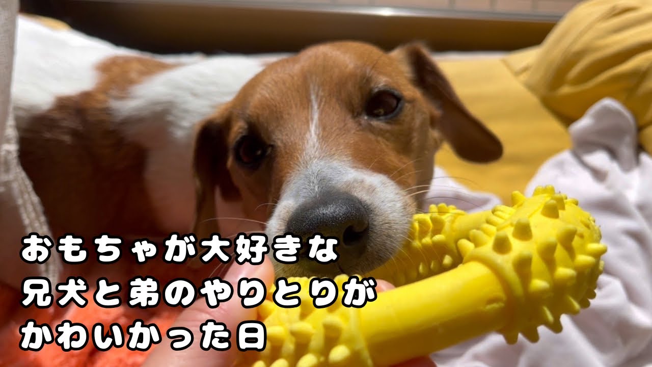 【おもちゃで遊ぶ日】犬のおもちゃで遊ぶ赤ちゃんと兄犬たち