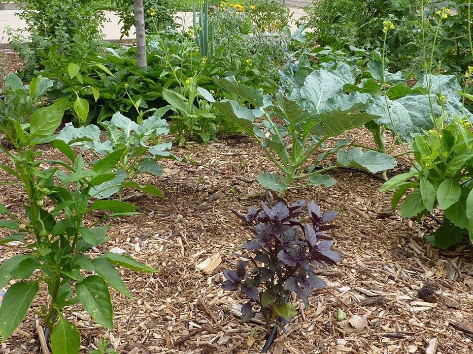 Mini Food Forest in Denver, Colorado. A front yard edible garden using permaculture design.
