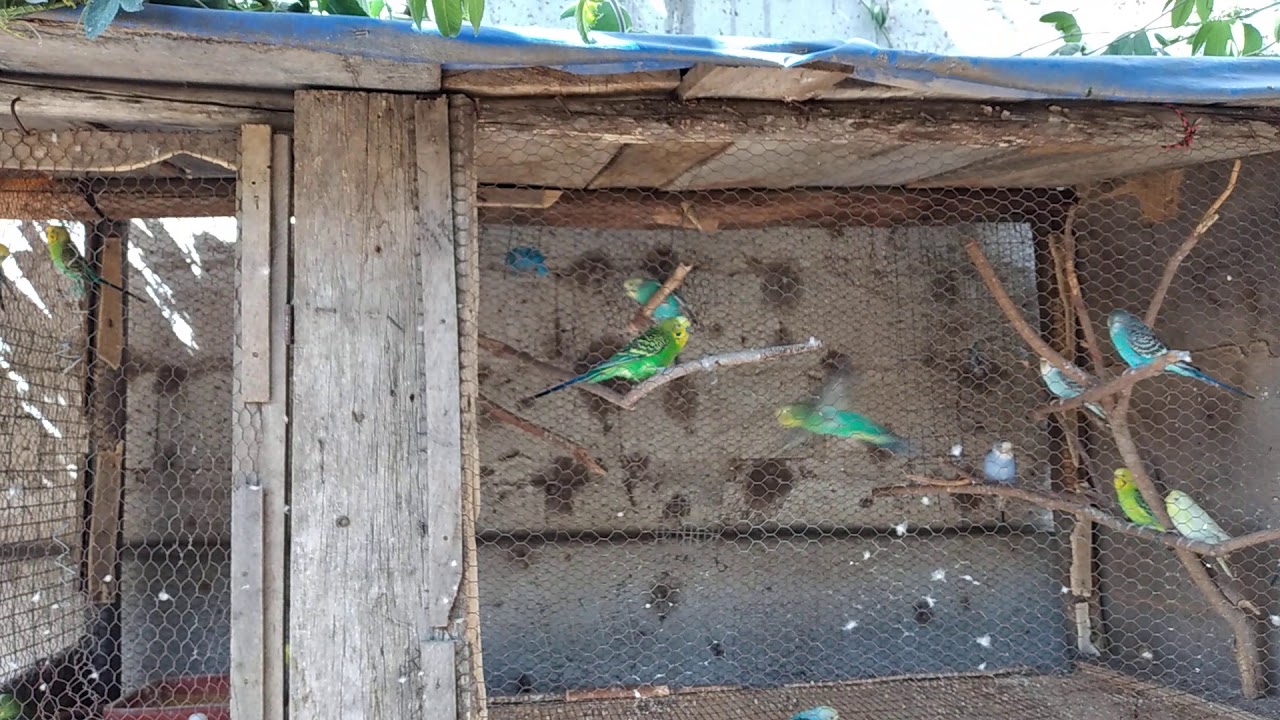 voladera casera para pericos australianos