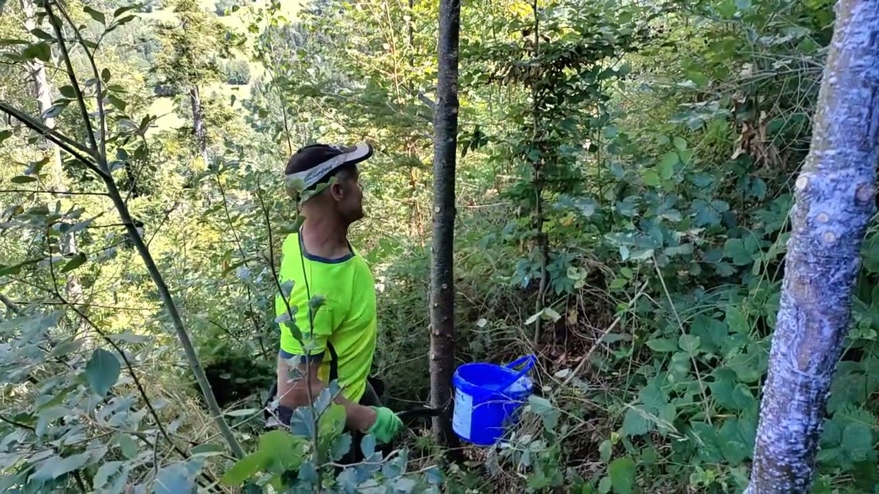 Günter erzeugt durch die Astung einer Douglasie wertvolles Holz