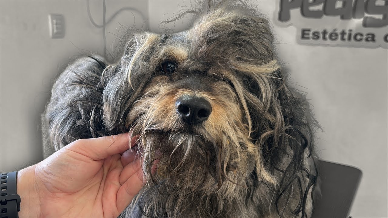 NO CREERAS EL ESTADO DE ESTE PERRO CON DUEÑO | UN AÑO ABANDONADO |  PELUQUERIA CANINA EXTREMA