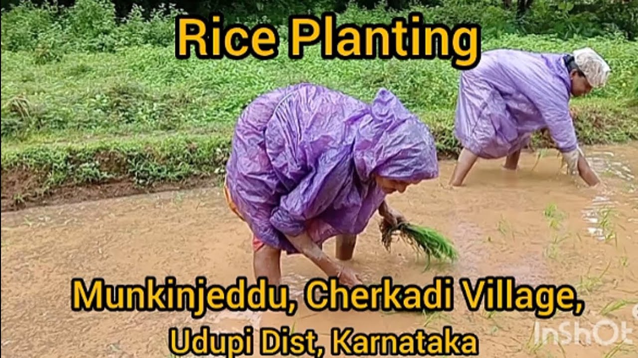 Rice Planting in our paddy field under Mr. RadhaKrishna Samanth's guidance( My Uncle).
