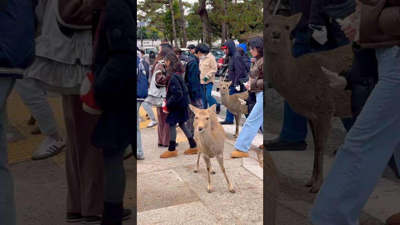 Nara Park deer 🦌 in japan 