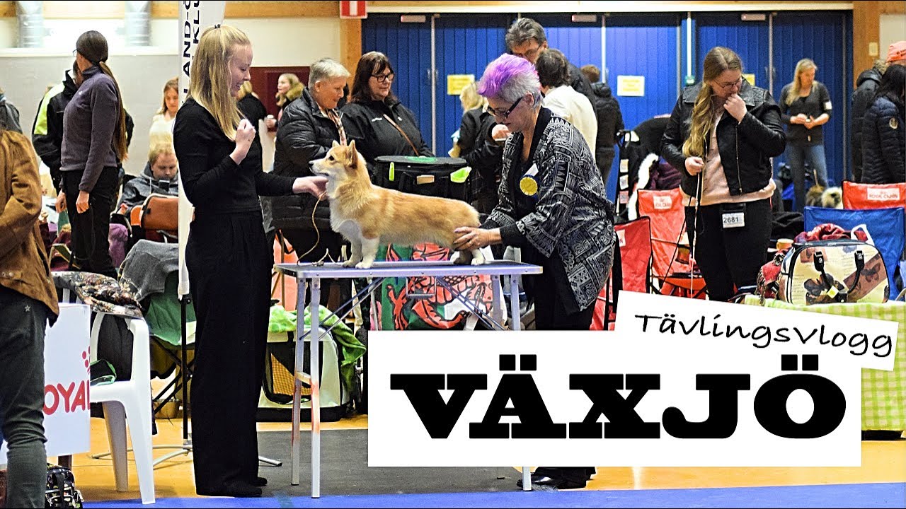 HundUtställning i Växjö 2019 - Lowis 7 mån