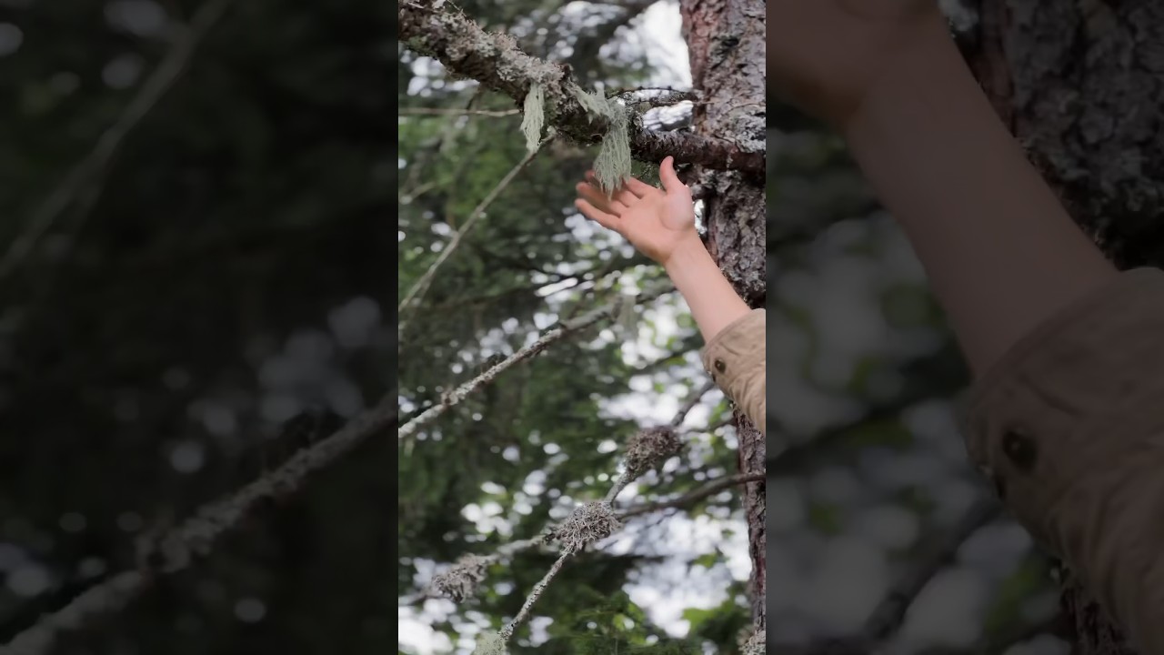 Best 3 types of natural tinder to start a fire quickly🔥🌲 #outdoors #survival #bushcraft #forest