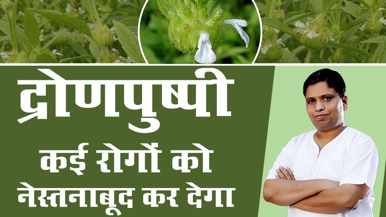 Dronapushpi will eradicate many diseases | Acharya Balkrishna