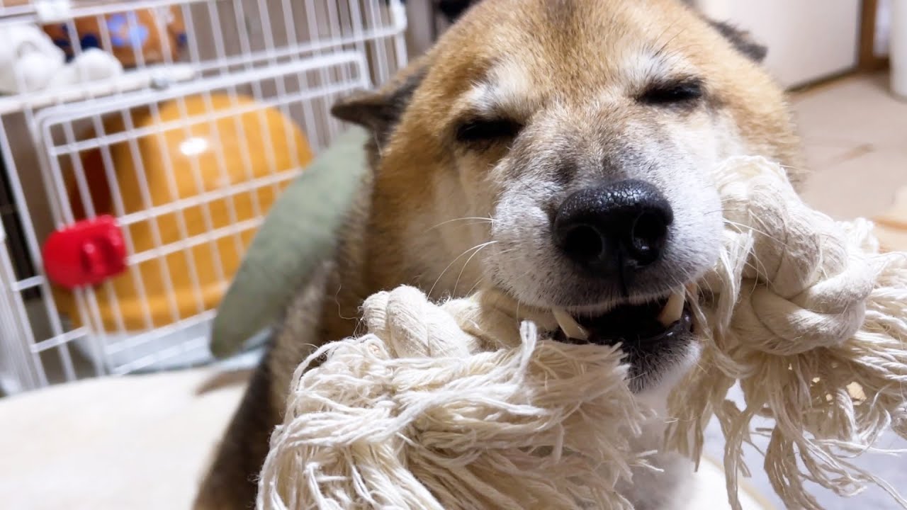 久しぶりのじいちゃんとのご対面に喜び爆発の柴犬と用心深い猫がまさかの行動に。。。
