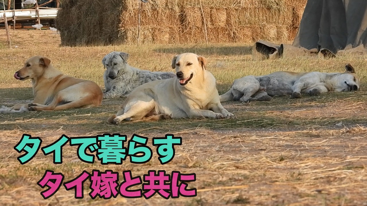 2026年3月8(日)  舞台はタイの田舎町。犬がご飯を食べてる場面が多めの日常風景です