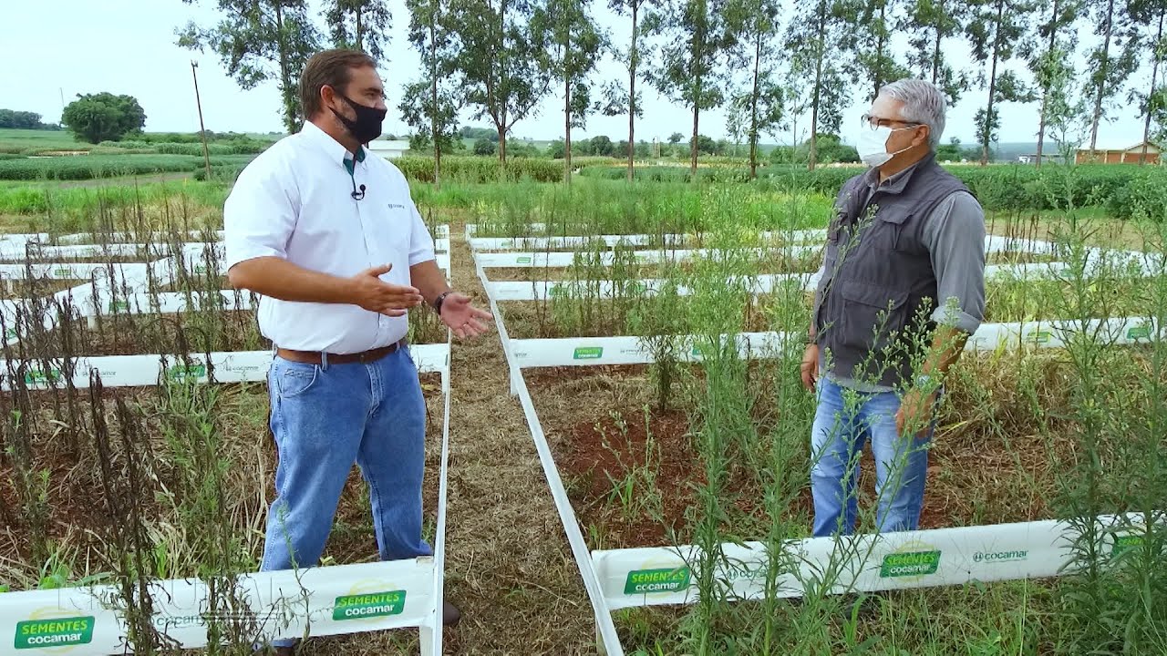 Os desafios para o controle da buva | SAFRATEC 2021