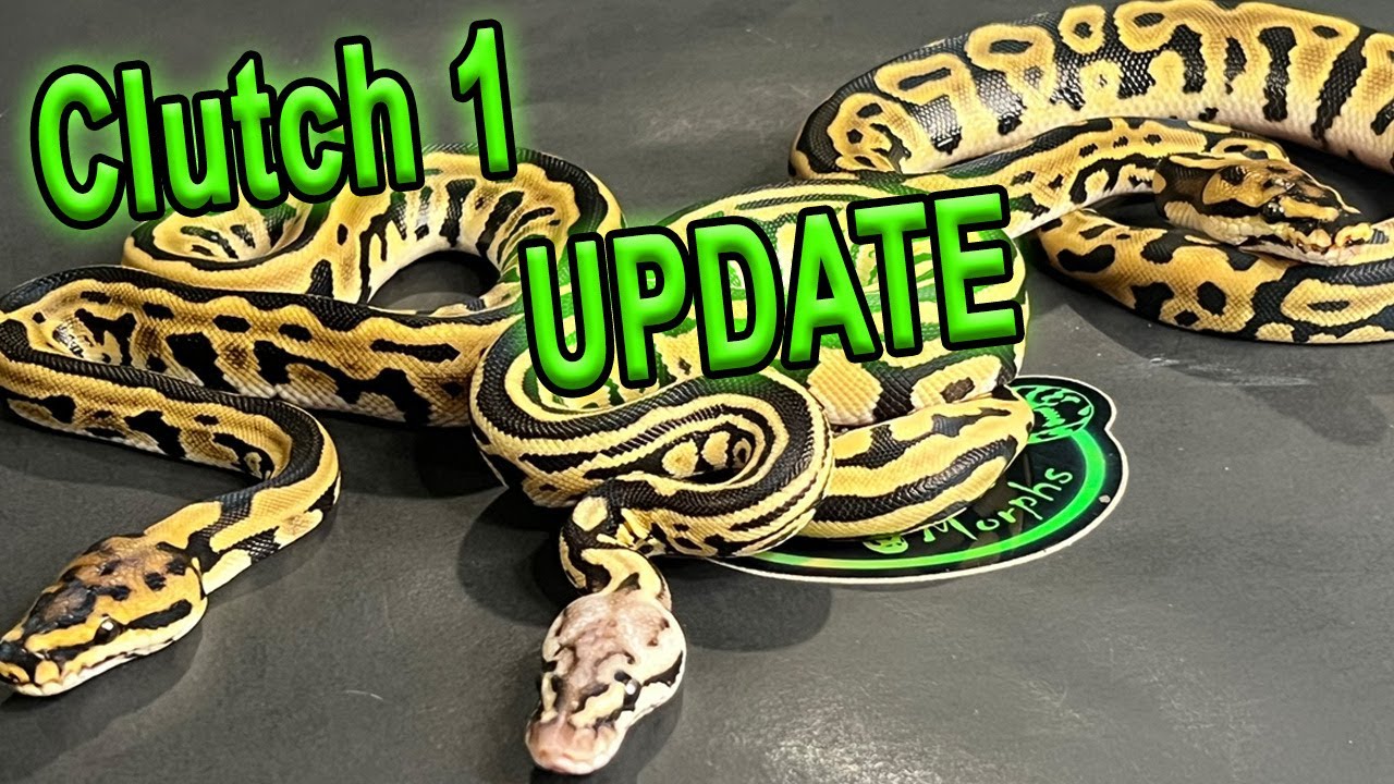 Clutch 1 UPDATE! (Ball Pythons)