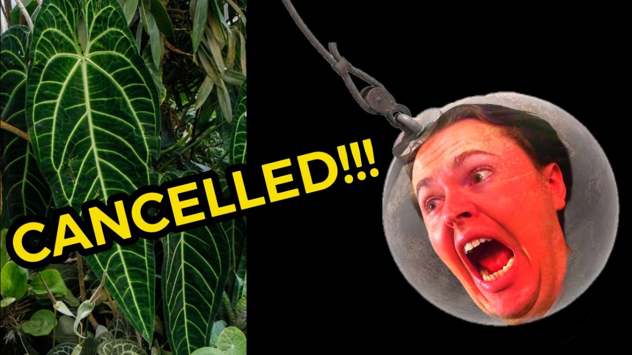 Can you grow Queen Anthurium as a houseplant? Experiment GONE WRONG🤬😤 // Warocqueanum is CANCELLED