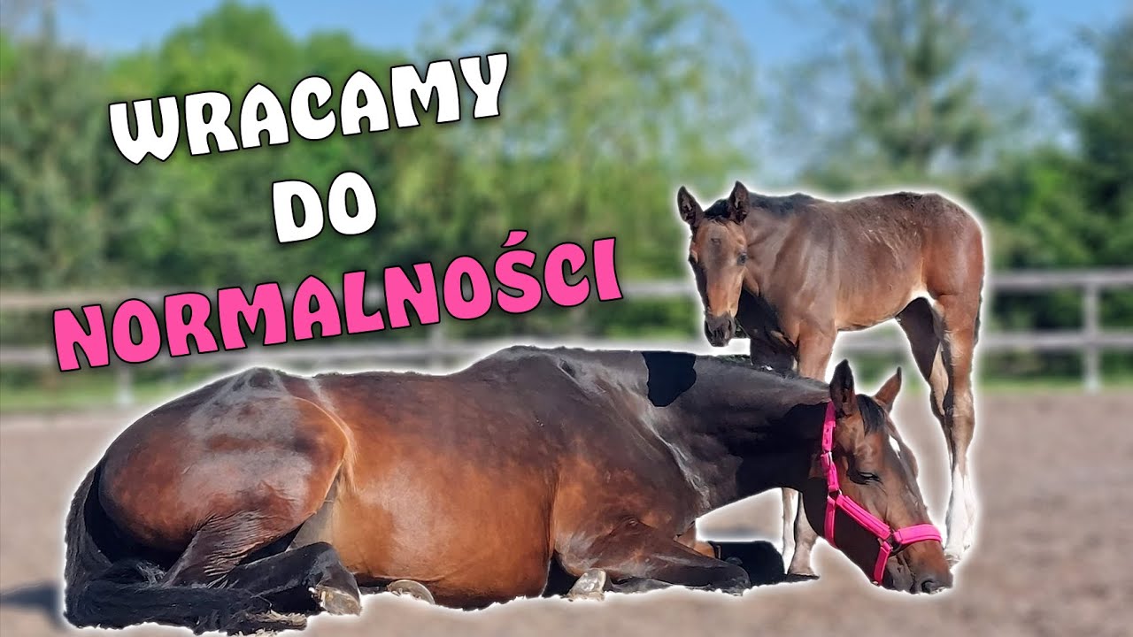 KRÓLOWA RÓŻU POWRACA! 💖