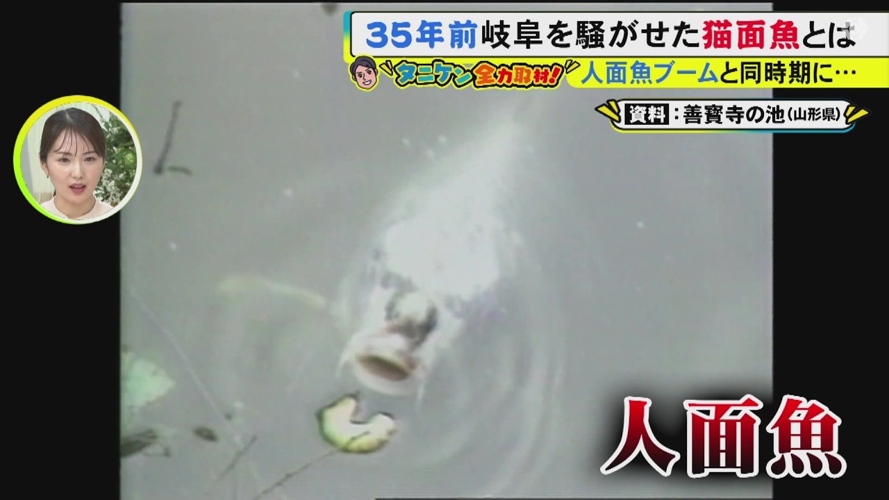 人面魚ブームにあやかる…約35年前の『猫面魚』実は“仕掛けられた話題”だった 当時市が購入して池に放す