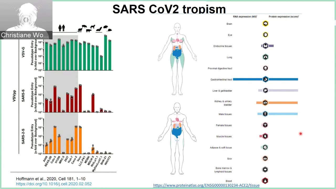 Dr. Wobus provides a 30 minute introduction to SARS-CoV-2