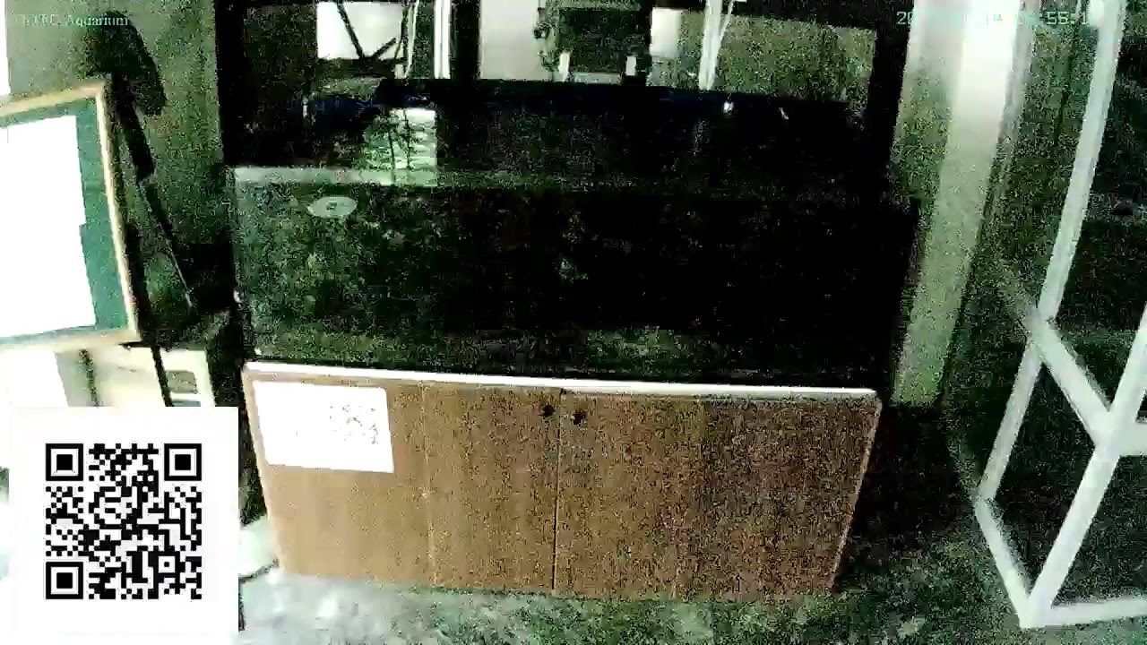 Reef Tank Live