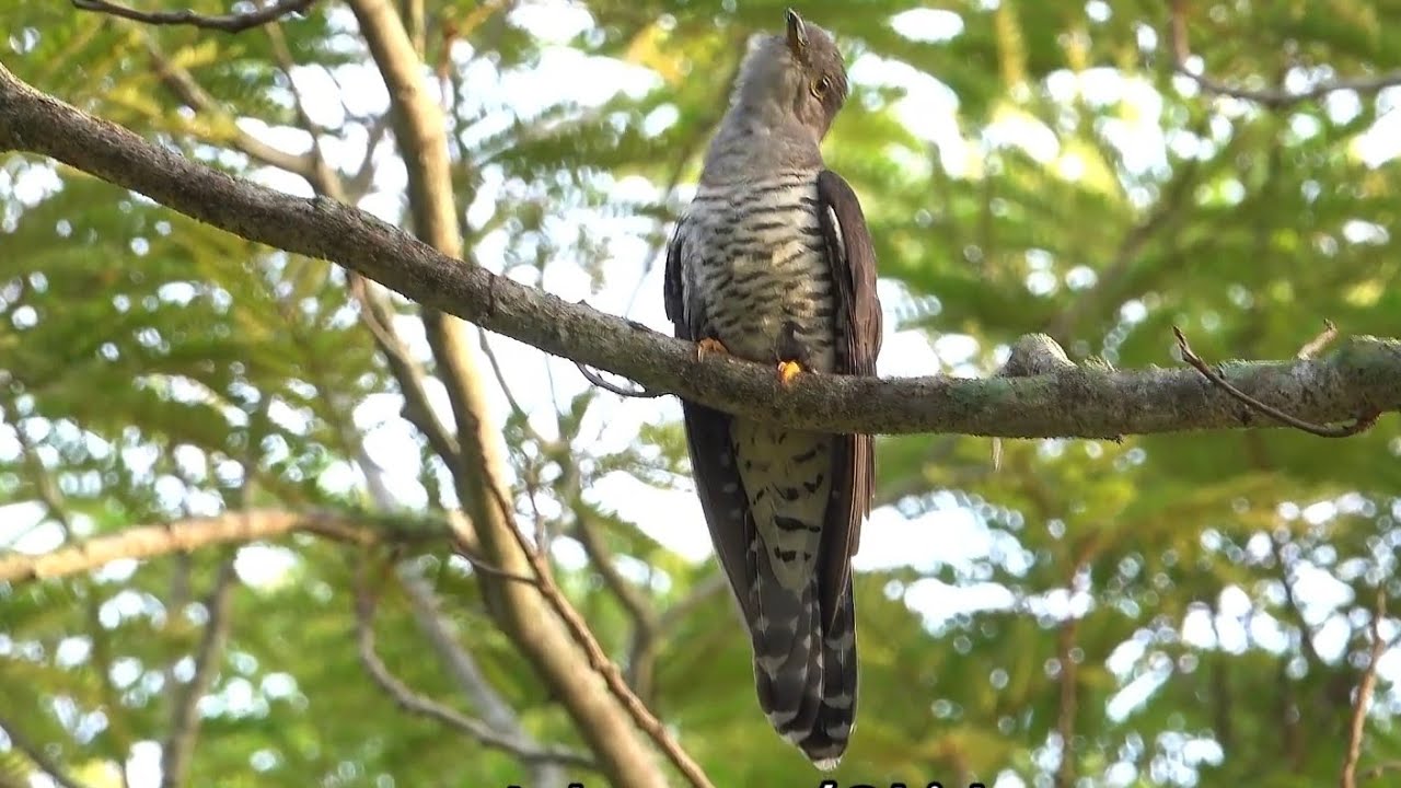Migratory HIMALAYAN/ORIENTAL CUCKOO perched at dawn, Singapore 
