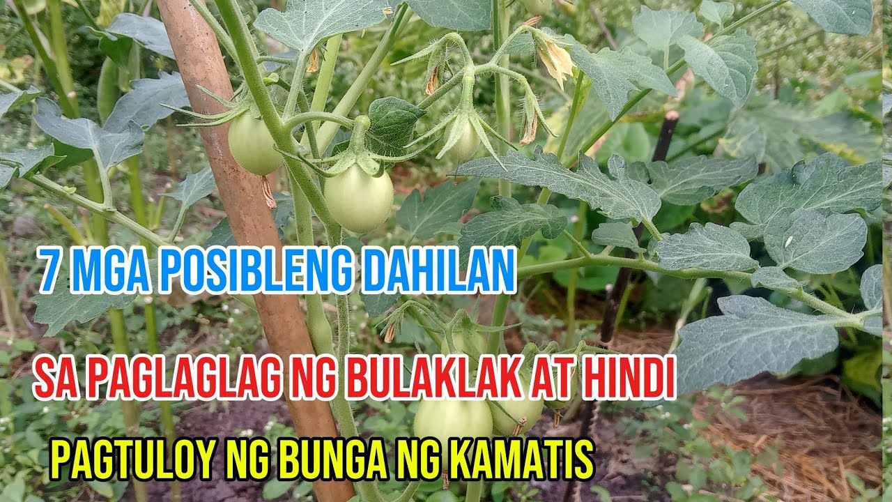7 DAHILAN KUNG BAKIT NANLALAGLAG ANG BULAKLAK AT HINDI TUMUTULOY ANG BUNGA NG KAMATIS