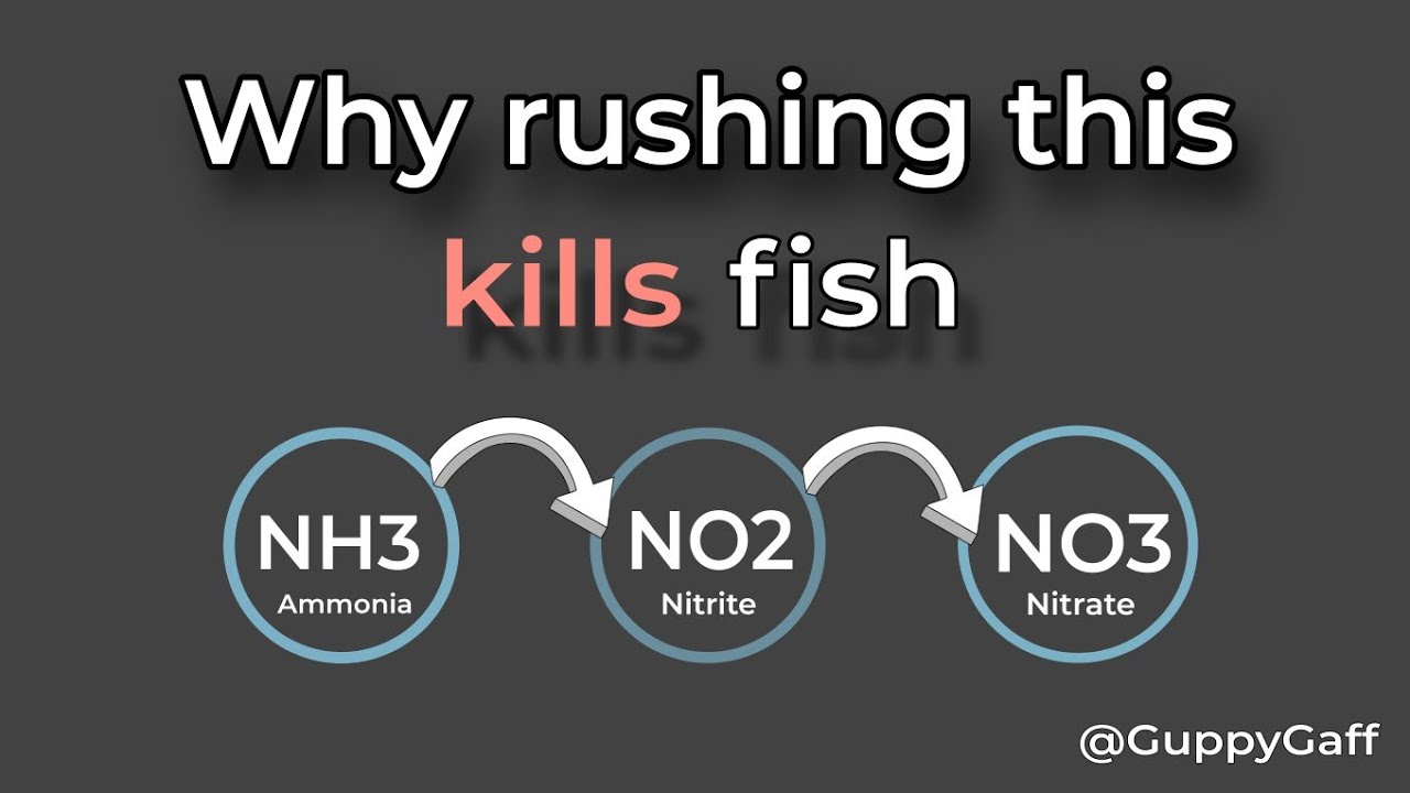The Nitrogen Cycle - What It Is, Why It Matters, and Why Rushing It Causes Problems