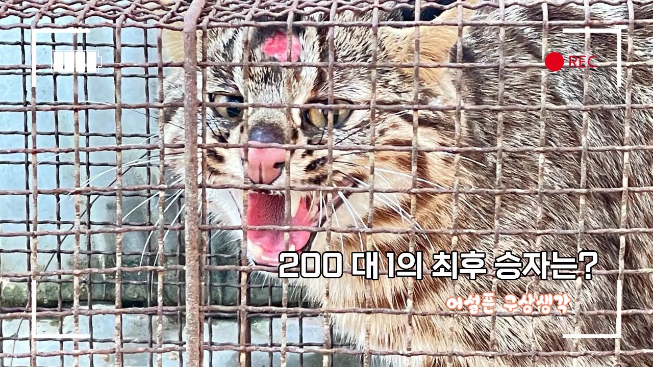 81)2026-0113-200 대 1 최후의 승자는?