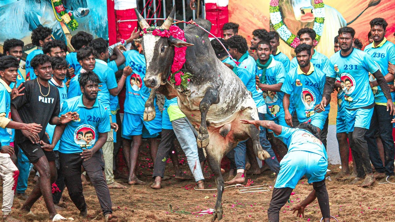 மதுரை கிழக்கு தொகுதி கீழக்கரை ஜல்லிக்கட்டு 2026 Videos 02