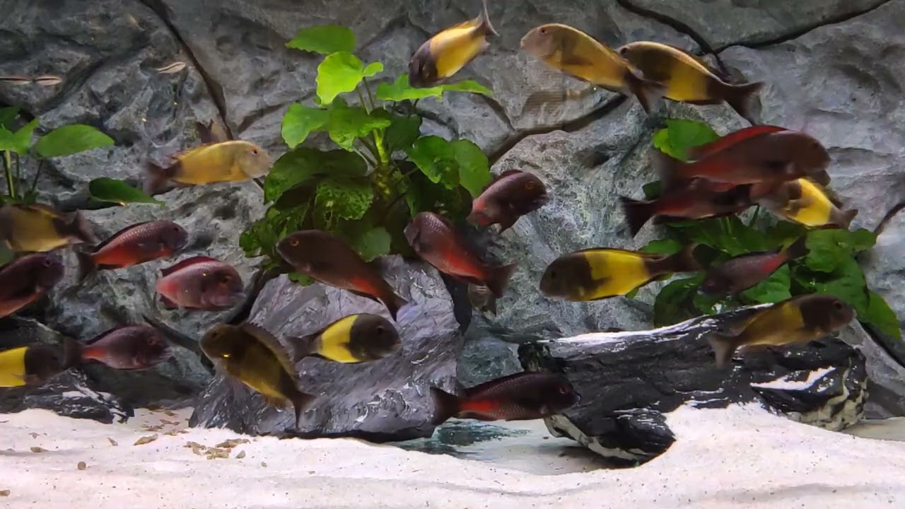 Tropheus Ikola&Red Chipimbi