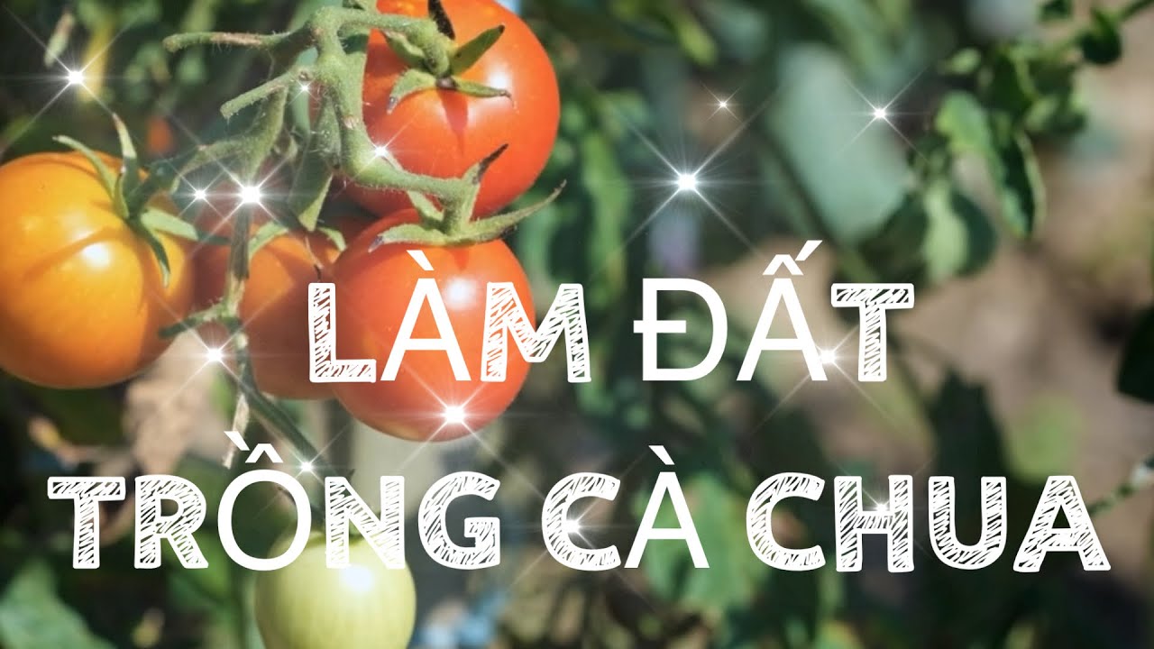090 LÀM ĐẤT TRỒNG CÀ CHUA, thu hoạch đất giàu mùn sau một năm và lót đáy chuẩn bị đất trồng cà chua