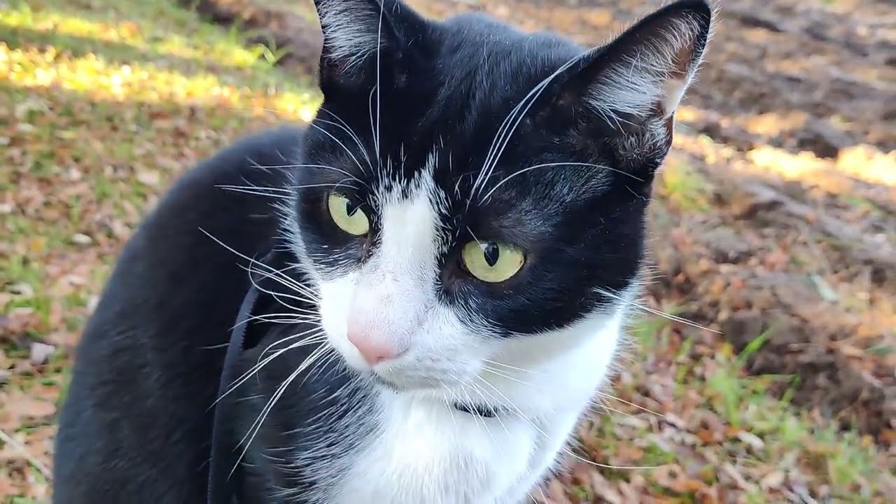 Let's see what my cat is doing outside 😺 🤗 Tahvo kissa ulkoilee 😺🇫🇮 #cutecat  #catvideo #finland
