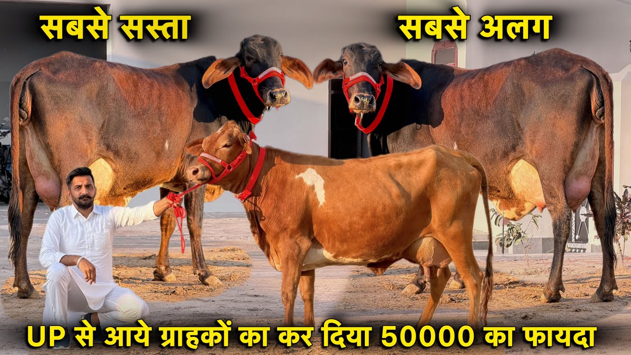 मात्र 63000 में सुपर क्रॉस ब्रीड गाय👌सबसे सस्ती सबसे ज़्यादा दूध की गाय👍Top Cross Breed Cows 