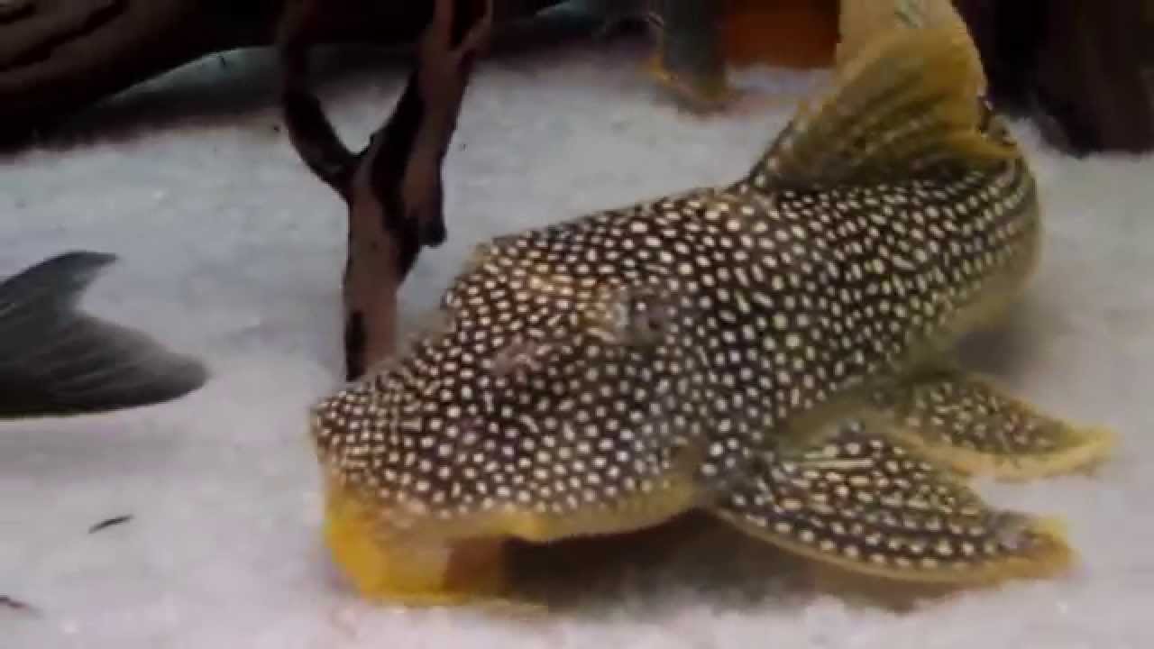 L014 Sunshine Pleco