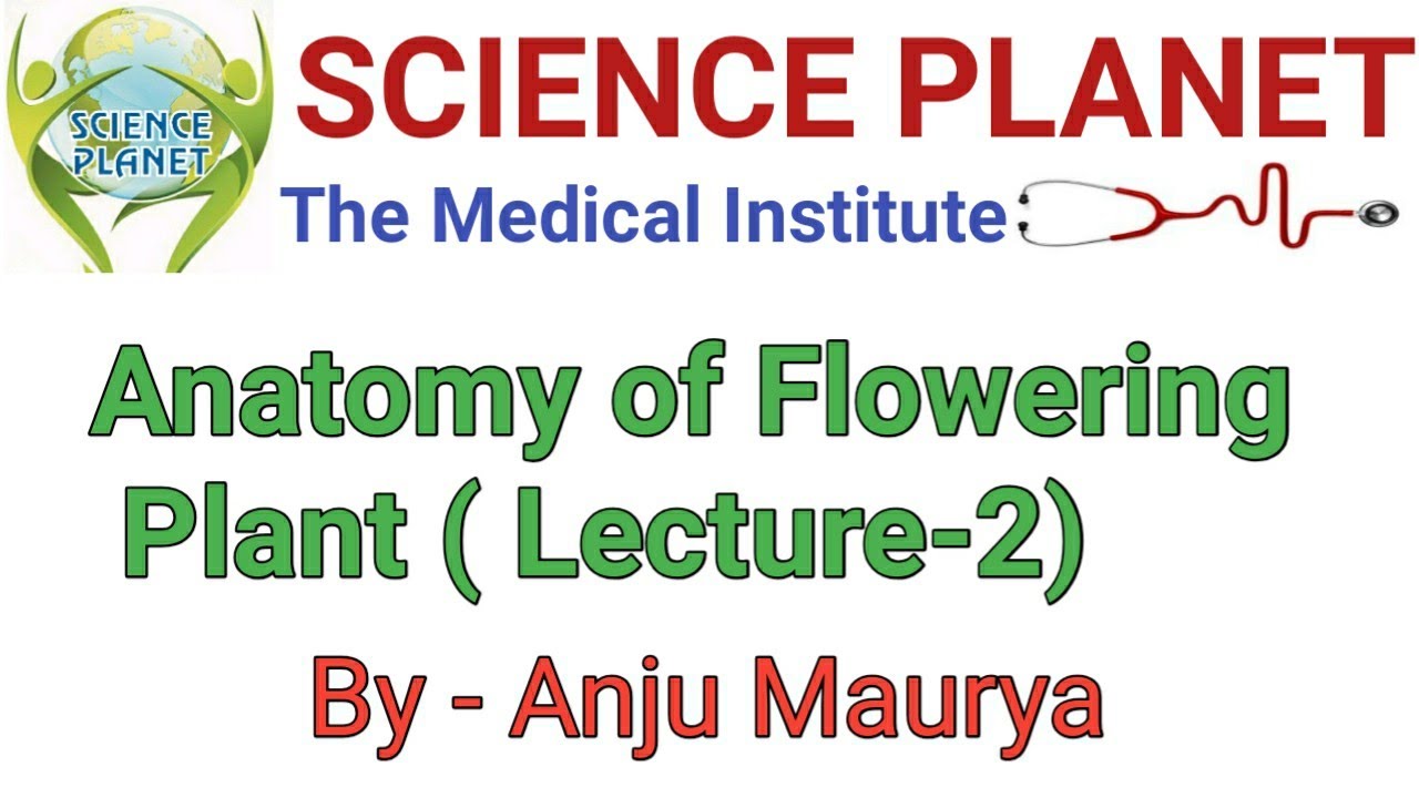 Anotomy of Flowering Plant ll Lecture-2 ll By- Anju Maurya