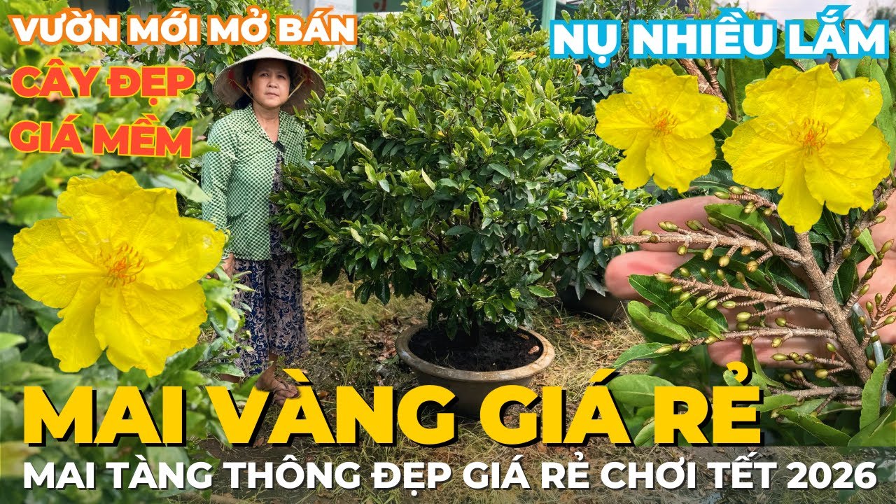 22-01 CÔ 6 LIÊN Giao Lưu Mai Vàng Giá Rẻ, Mai Tàng Thông Đẹp Giá Rẻ, Nút Nụ Nhiều • THÀNH TRỌNG LÊ