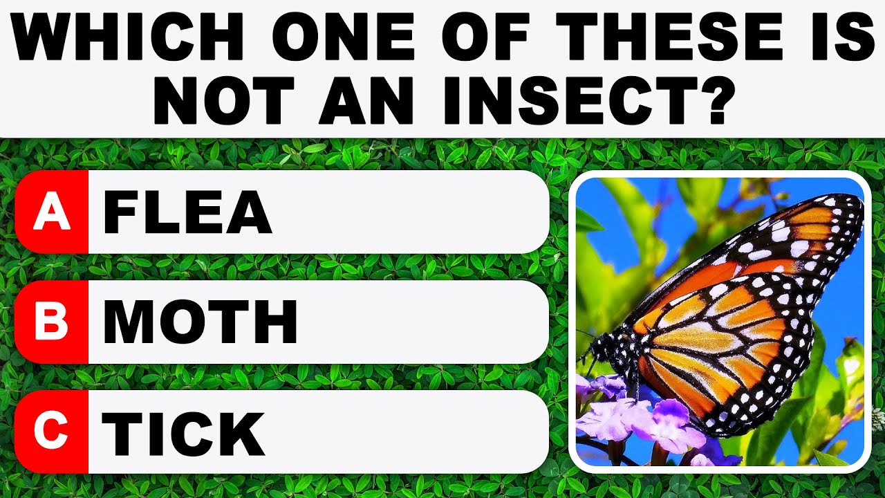 Daily Trivia Quiz Round 48 | Test Your General Knowledge!