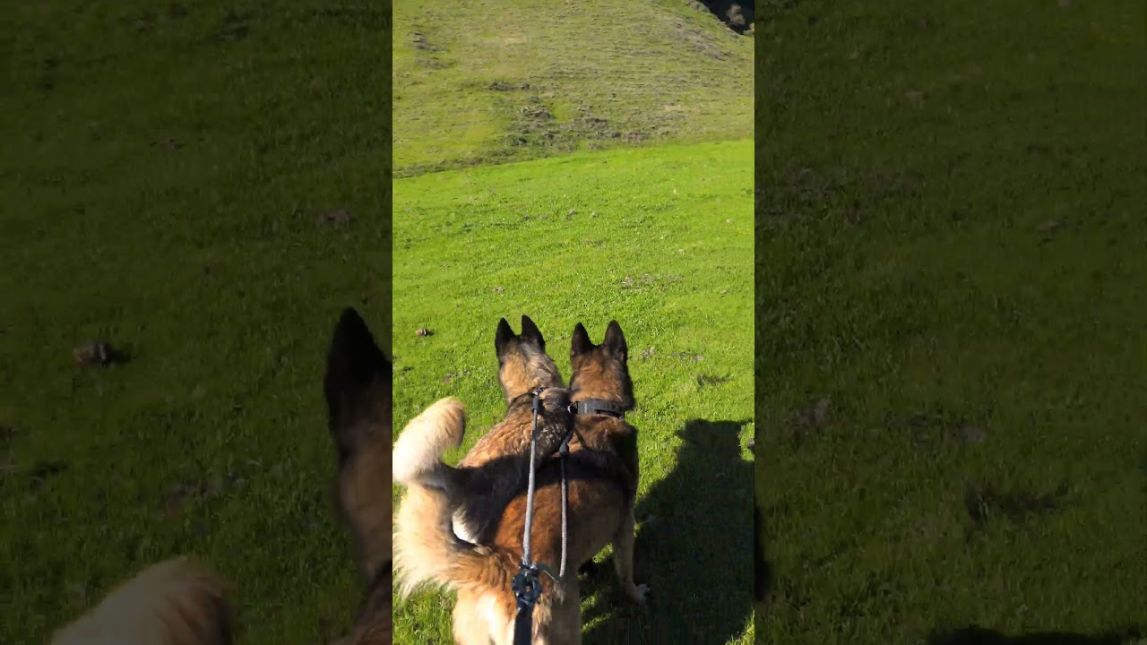 Until next time coyotes. #coyote #belgianmalinois #belusky #briones #dog #pets #animals #puppy