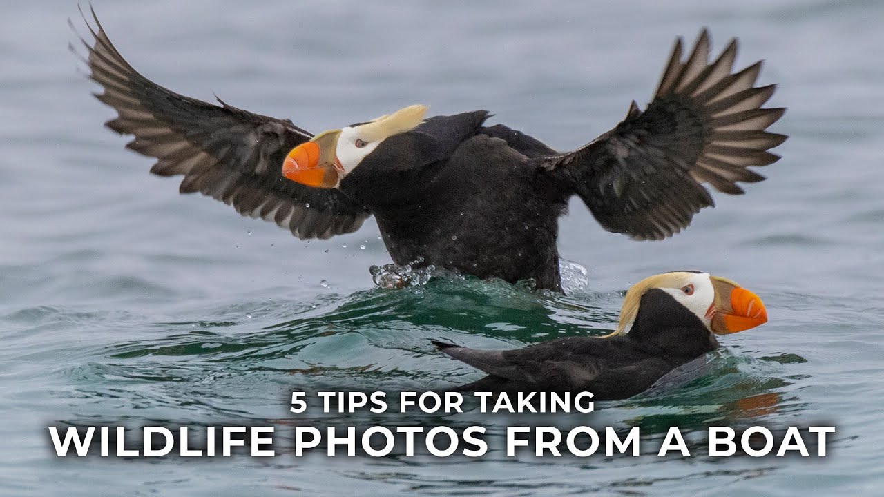 5 Tips for Wildlife Photography from a Boat with Lisa Langell