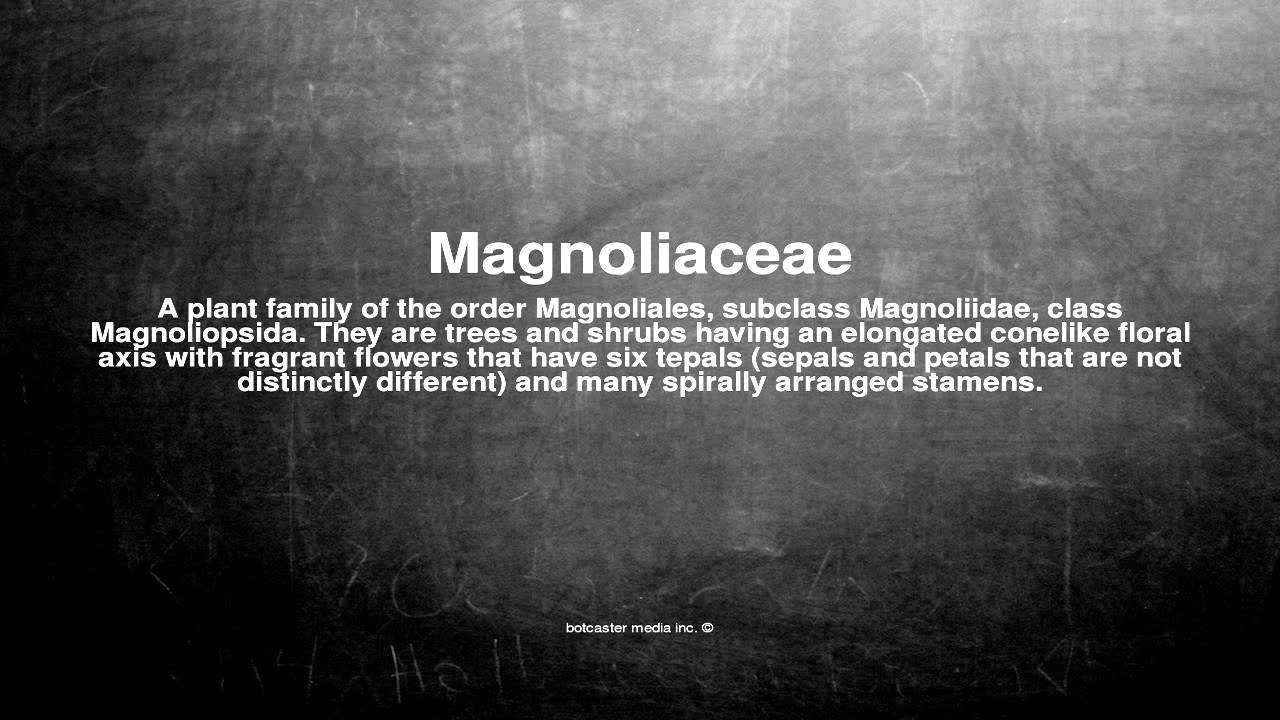 Medical vocabulary: What does Magnoliaceae mean