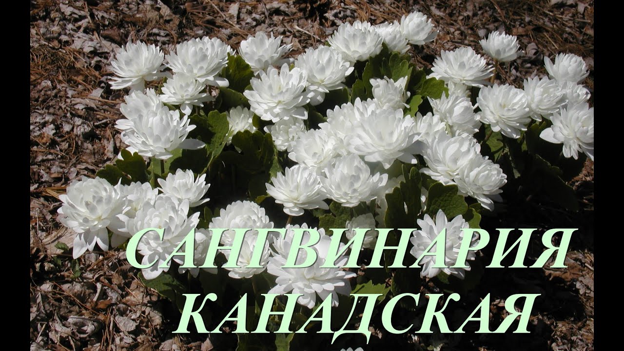 Редкий, весенний цветок сангвинария канадская махровая