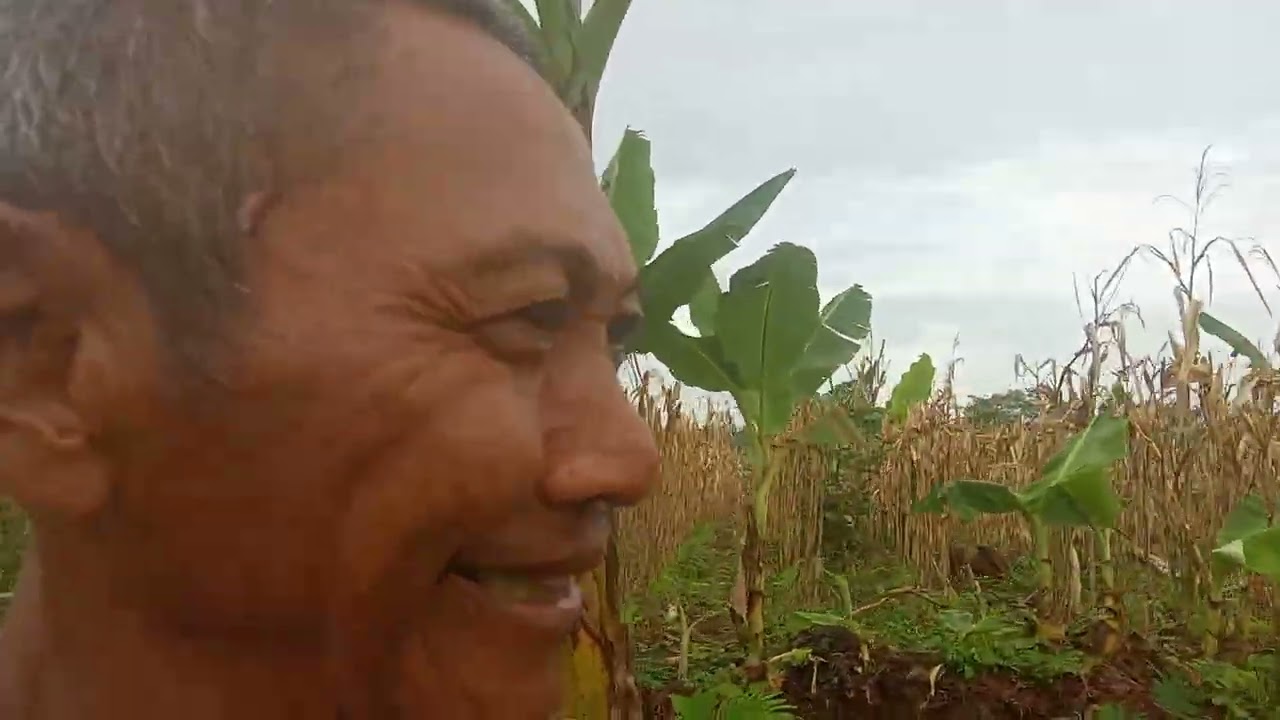 Terus menanam di bahu jalan kawasan hutan antara gunung payung Sampek bangkak